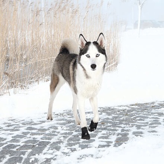 Papírenské zboží - Ochranné boty WALKER ACTIVE, 2 ks XS-S: např. miniaturní pinč