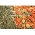 Papírenské zboží - Natur Snack - hängende Heurolle mit Erbsen und Karotten, 250g